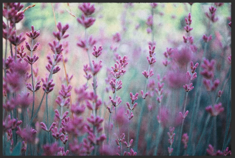 Sauberlaufmatte 11437