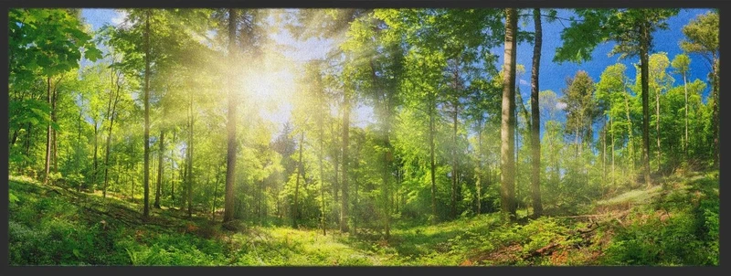 Läufer Wald 10284
