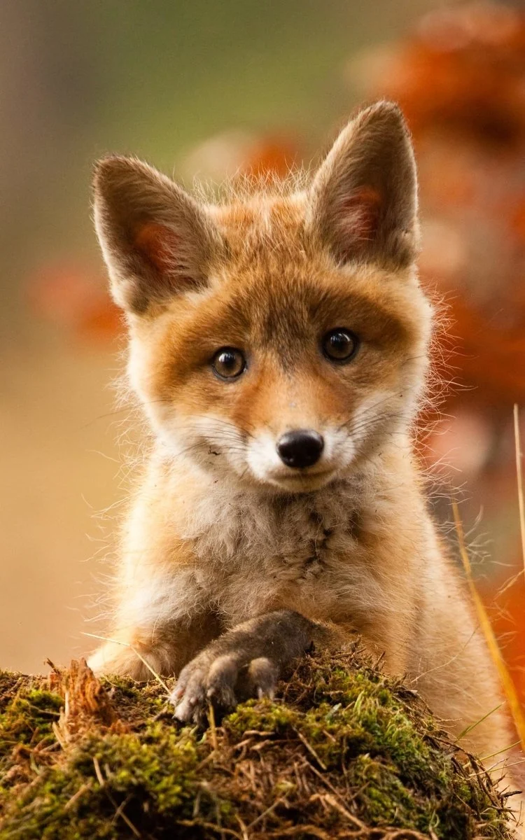 Fussmatte Fuchs 7675