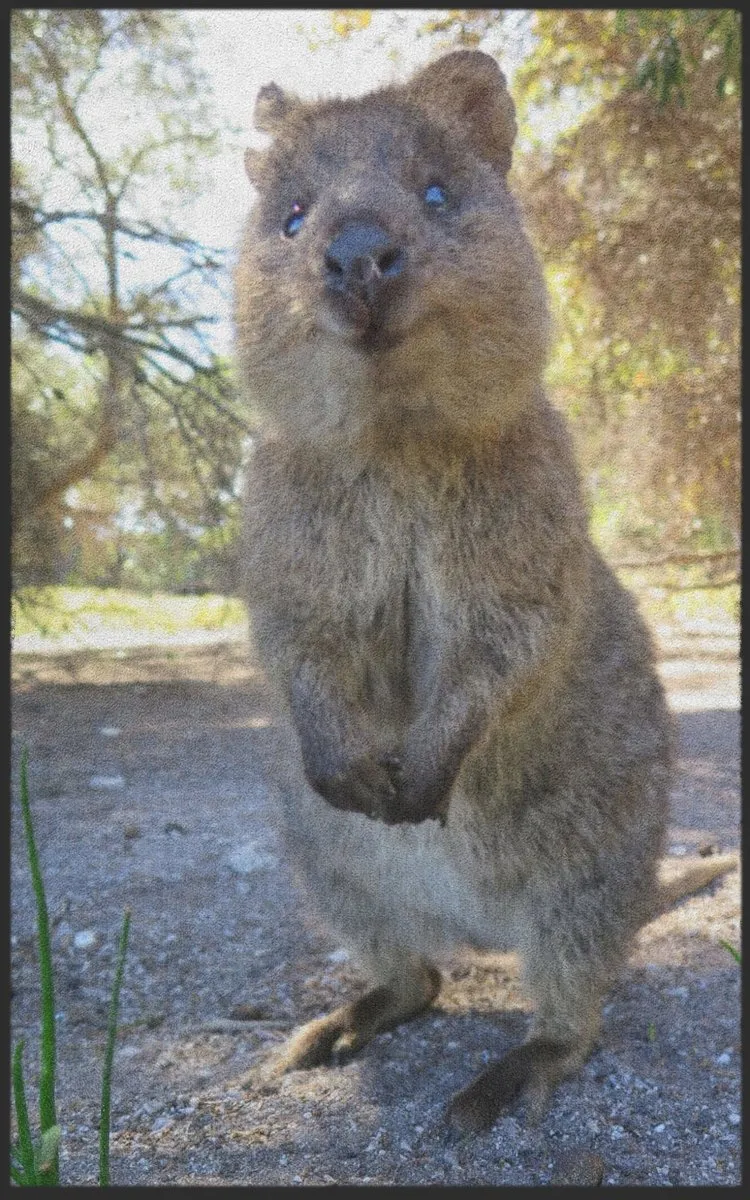 Fussmatte Quokka 7322