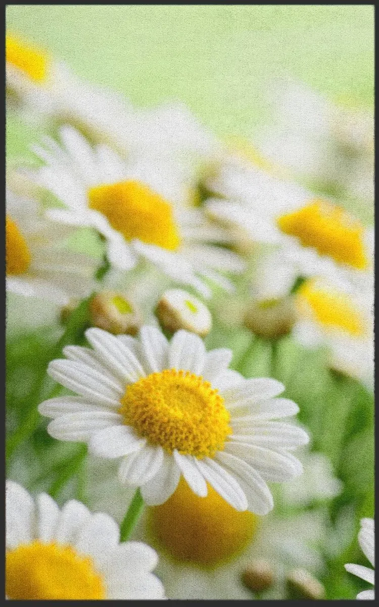 Fussmatte Gänseblümchen 7129