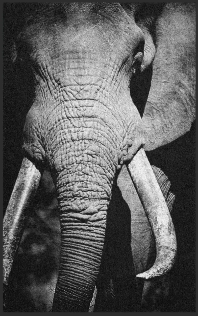 Sauberlaufmatte Elefant 7786