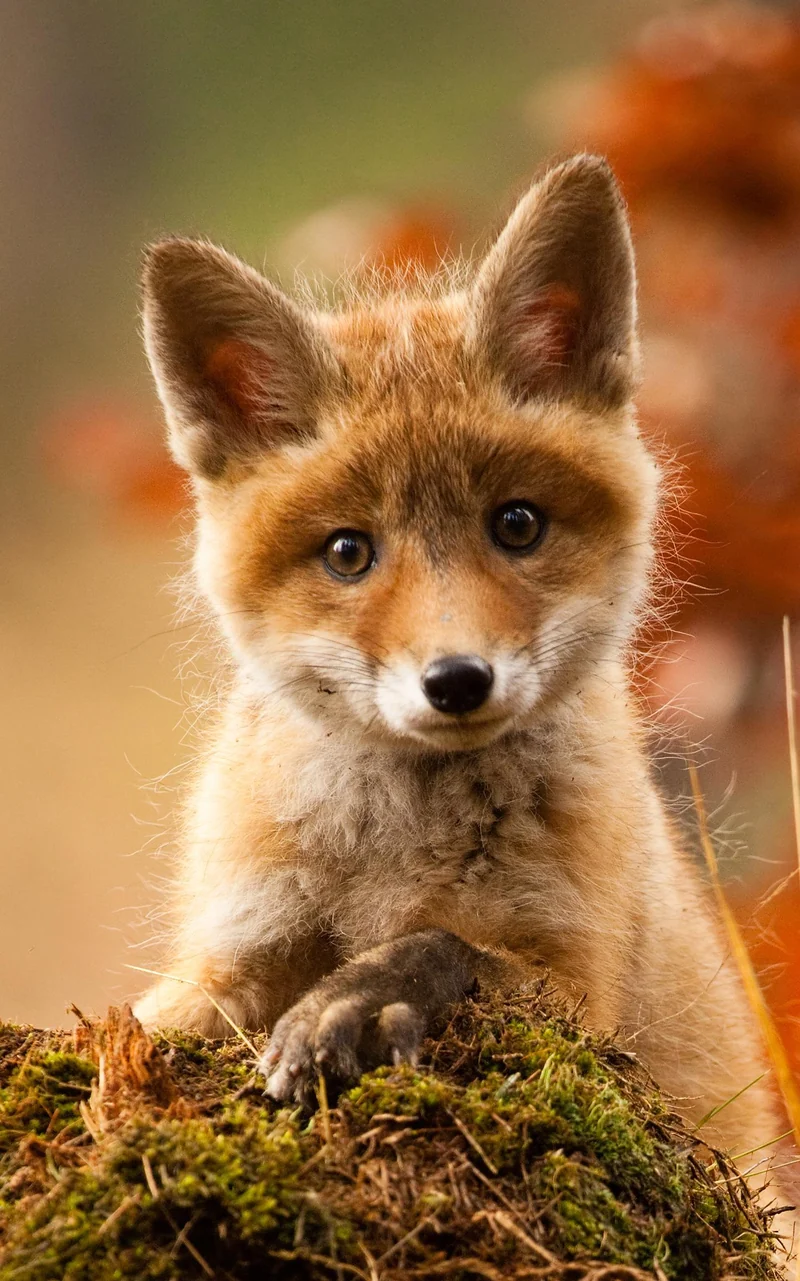 Sauberlaufmatte Fuchs 7675