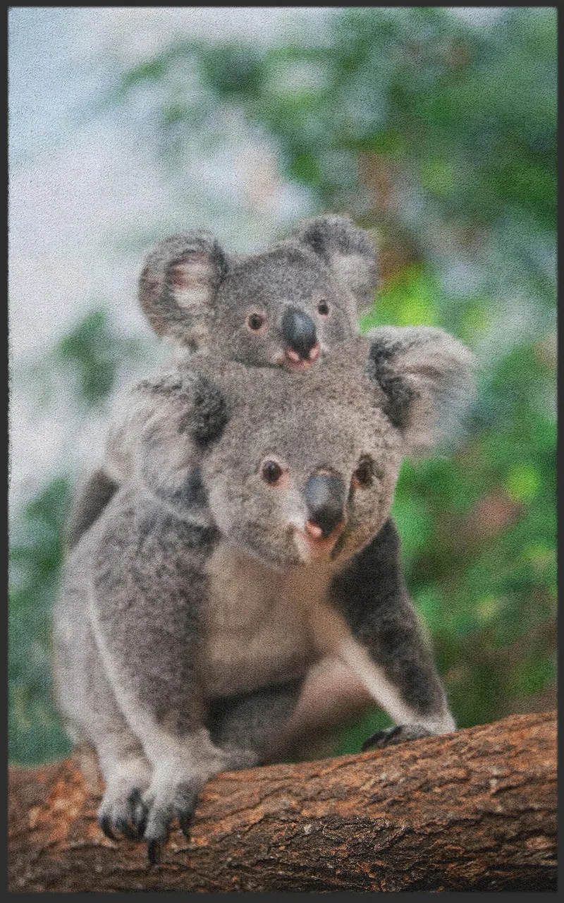 Sauberlaufmatte Koala 7629