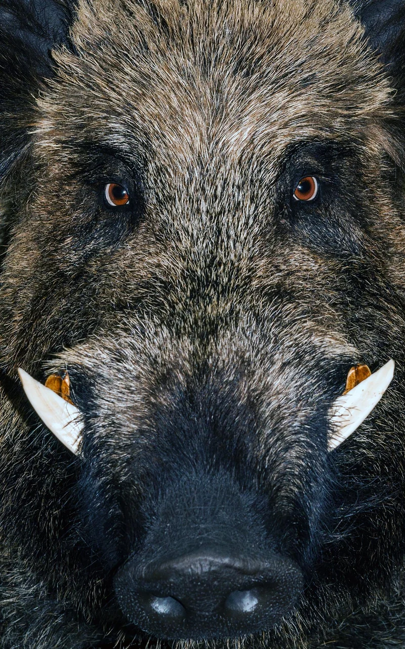 Sauberlaufmatte Wildschwein 7612
