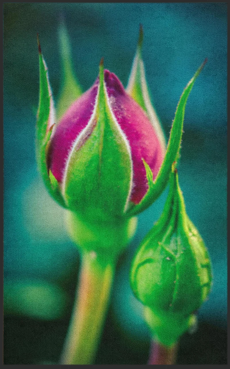 Sauberlaufmatte Rose 7600