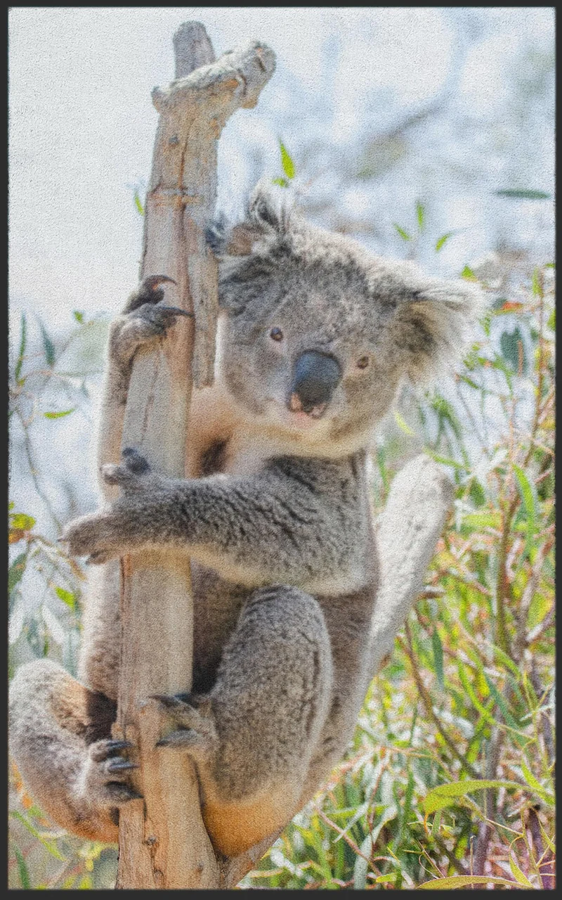 Sauberlaufmatte Koala 7596