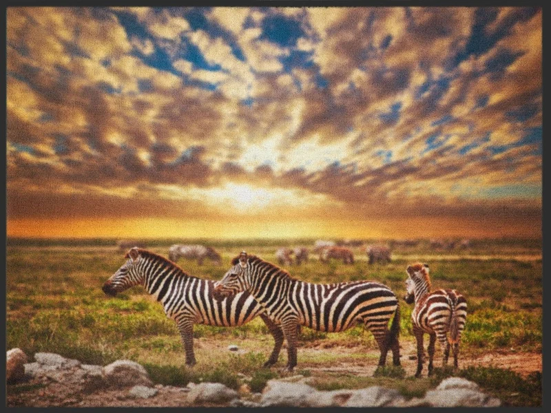 Fussmatte Zebra 4894
