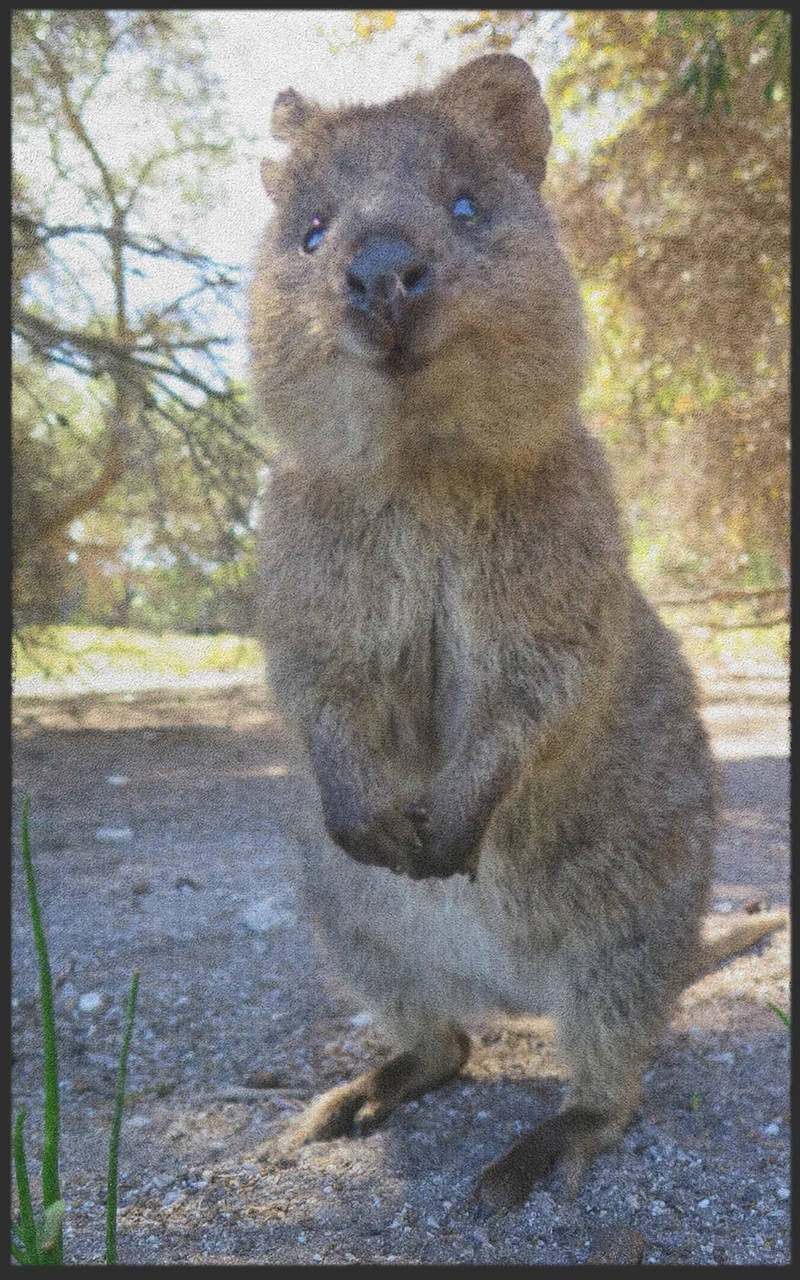 Sauberlaufmatte Quokka 7322