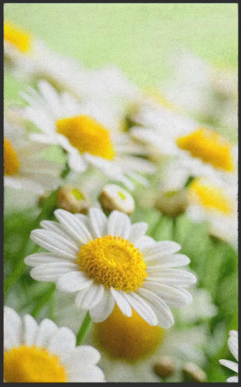 Sauberlaufmatte Gänseblümchen 7129