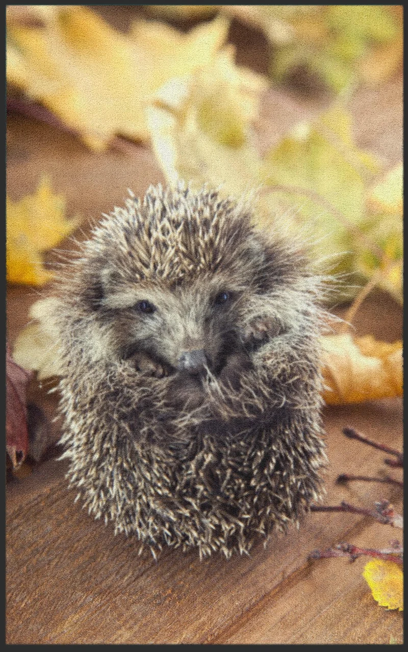 Sauberlaufmatte Igel 7084