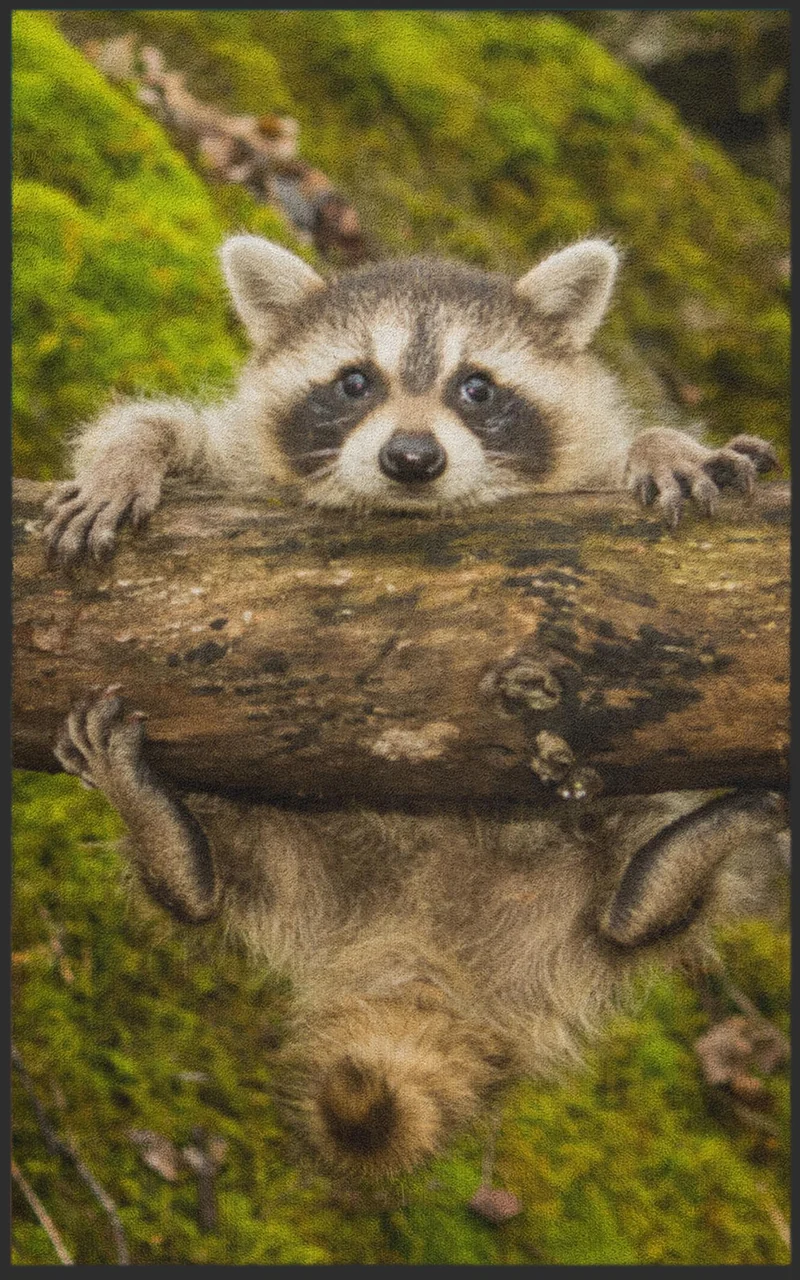 Sauberlaufmatte Waschbär 7079