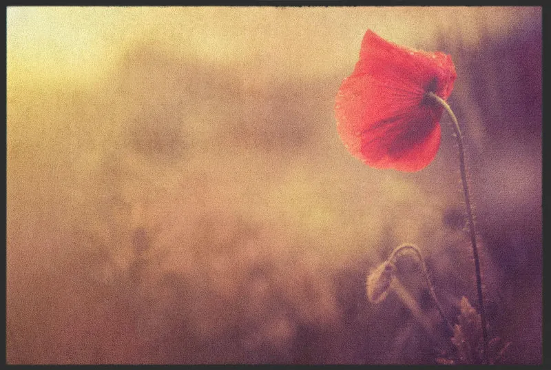 Sauberlaufmatte Mohn 6372