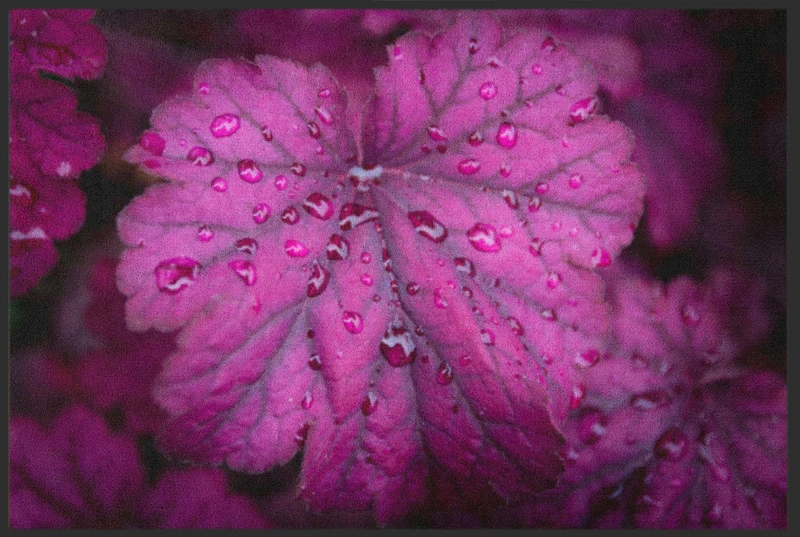 Sauberlaufmatte 6283