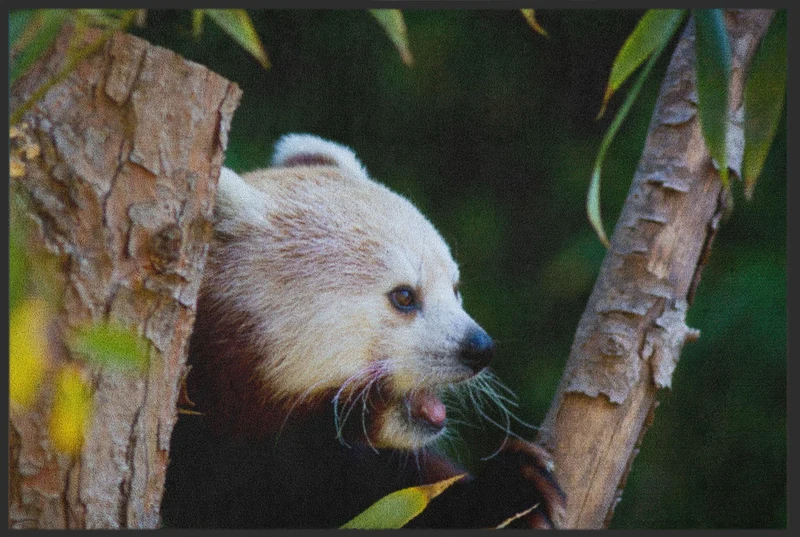 Sauberlaufmatte Roter Panda 6260