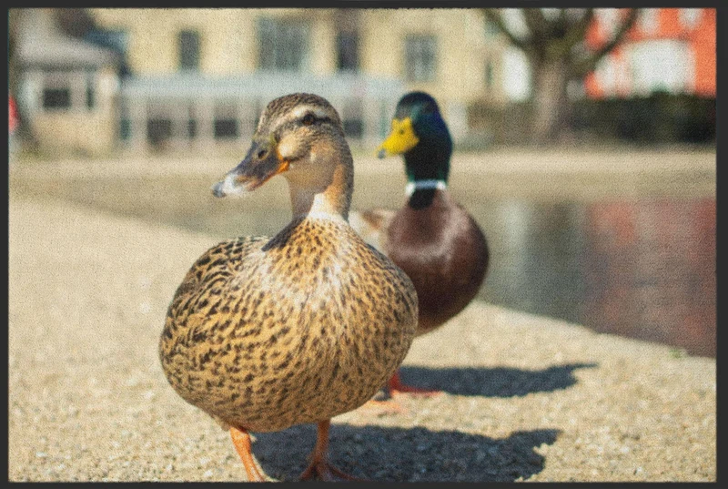 Sauberlaufmatte Enten 6246