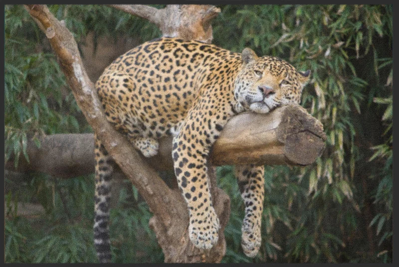 Sauberlaufmatte Gepard 6051
