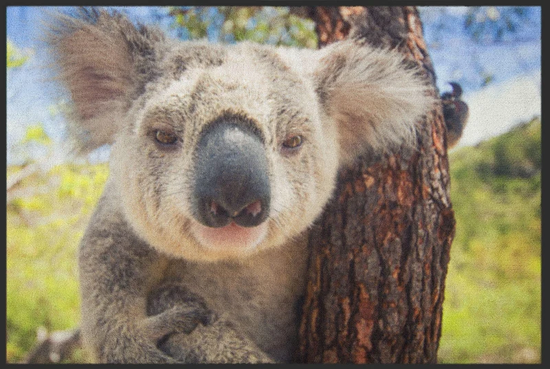 Sauberlaufmatte Koala 5085