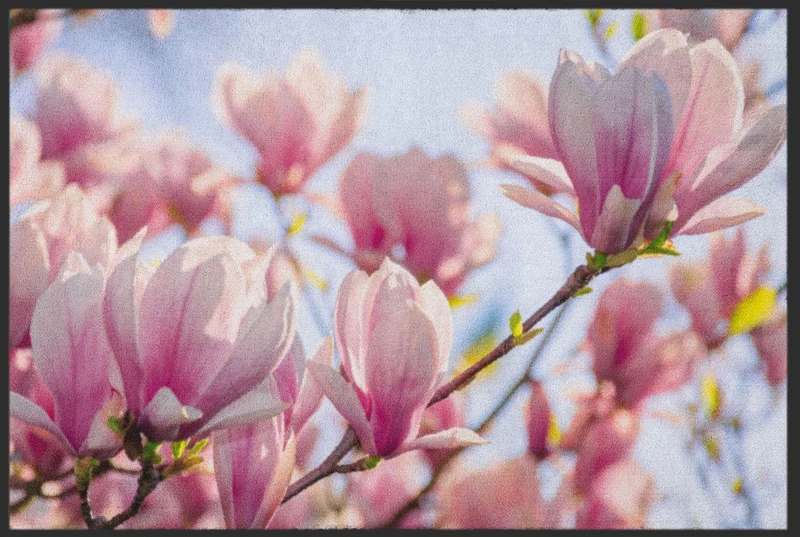 Sauberlaufmatte Magnolie 5084