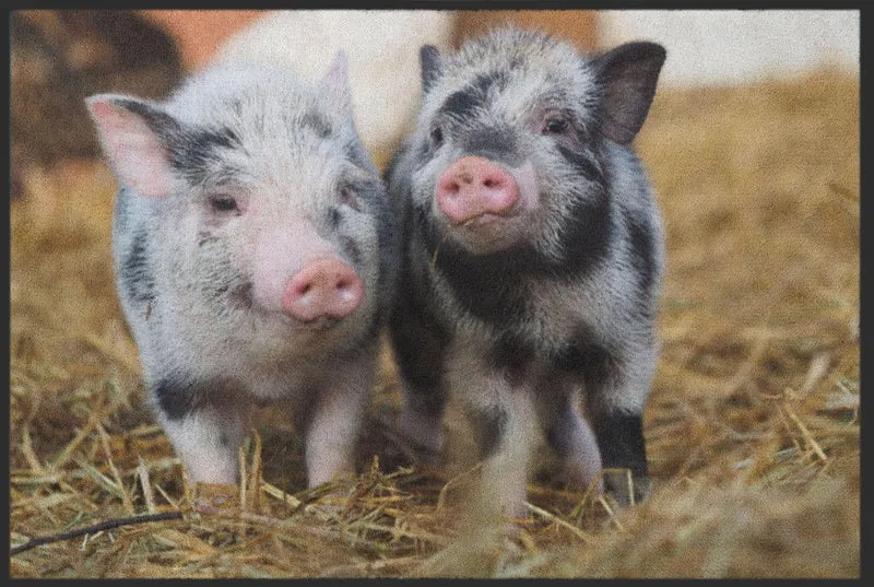 Sauberlaufmatte Schwein 5083