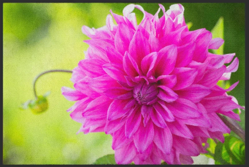 Sauberlaufmatte Dahlie 5079