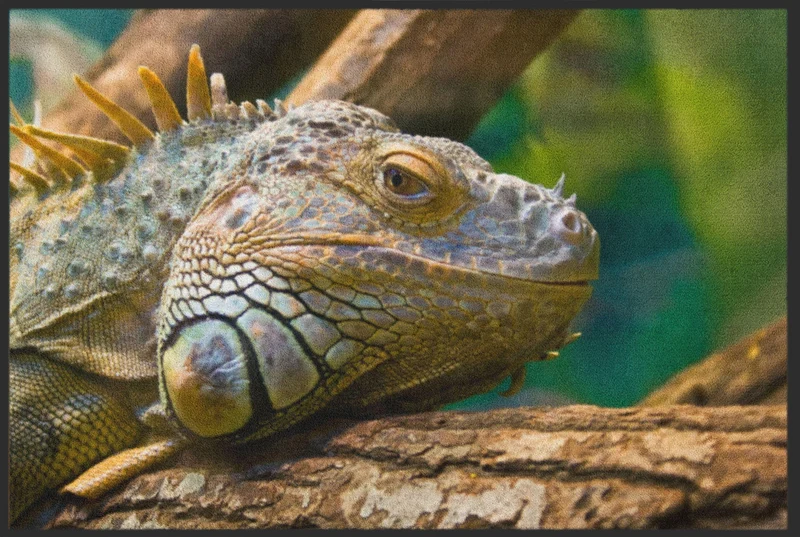 Sauberlaufmatte Reptil 6212
