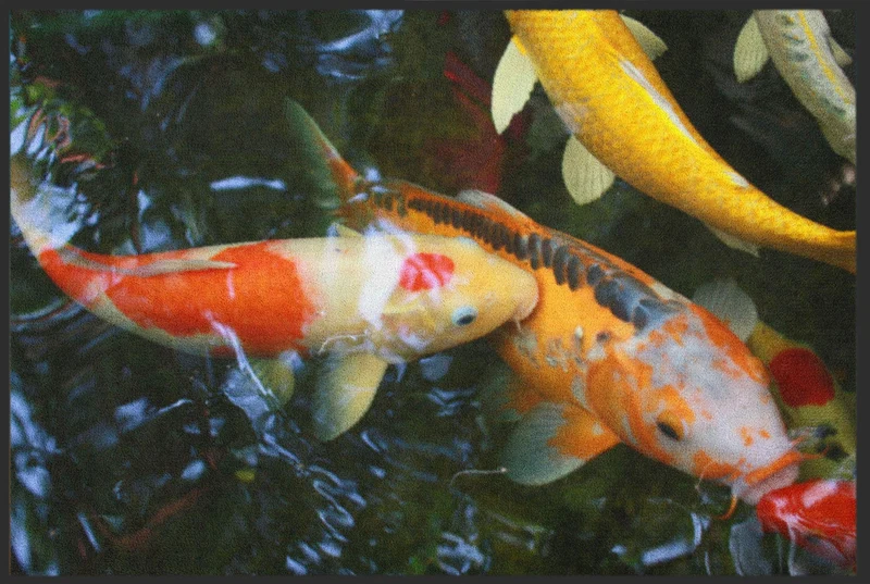 Sauberlaufmatte Koi 6098