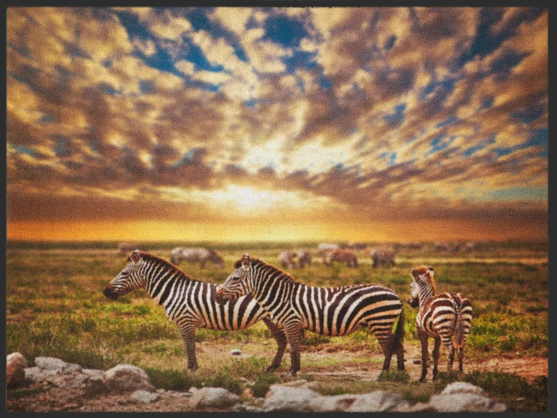 Sauberlaufmatte Zebra 4894