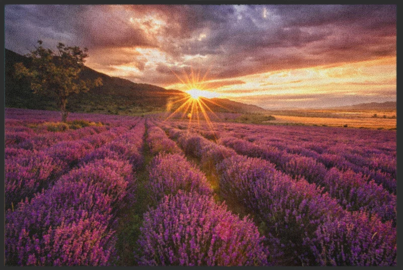 Sauberlaufmatte Lavendel 4865