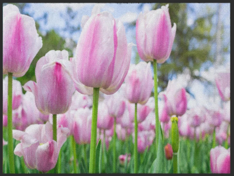 Sauberlaufmatte Tulpe 4985