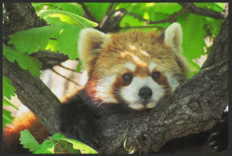 Sauberlaufmatte Waschbär 4617