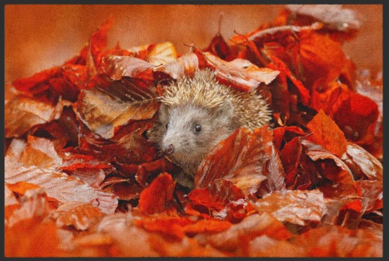 Sauberlaufmatte Igel 4533