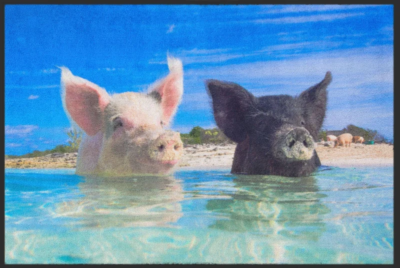 Sauberlaufmatte Schweine Bahamas 4530