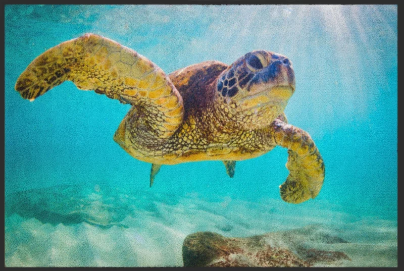 Sauberlaufmatte Schildkröte 4520