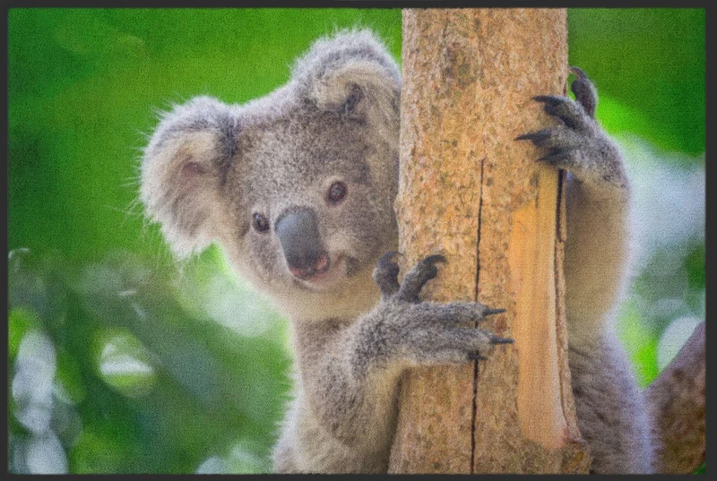 Sauberlaufmatte Koala 4516