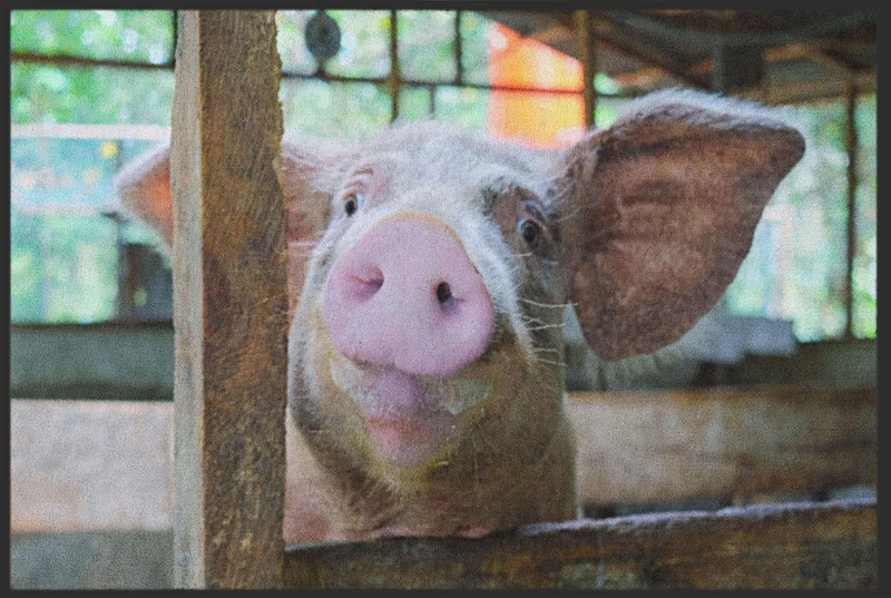 Sauberlaufmatte Schwein 4815