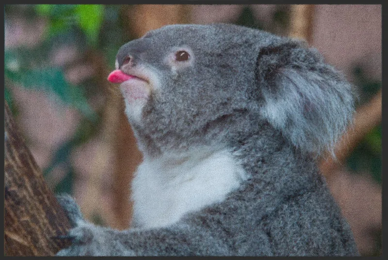 Sauberlaufmatte Koala 4813